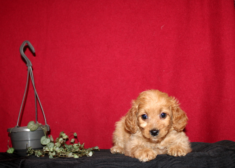 puppy, for, sale, Mini GoldenDoodle F2BB, Matthew B. Stoltzfus, dog, breeder, Gap, PA, dog-breeder, puppy-for-sale, forsale, nearby, find, puppyfind, locator, puppylocator, aca